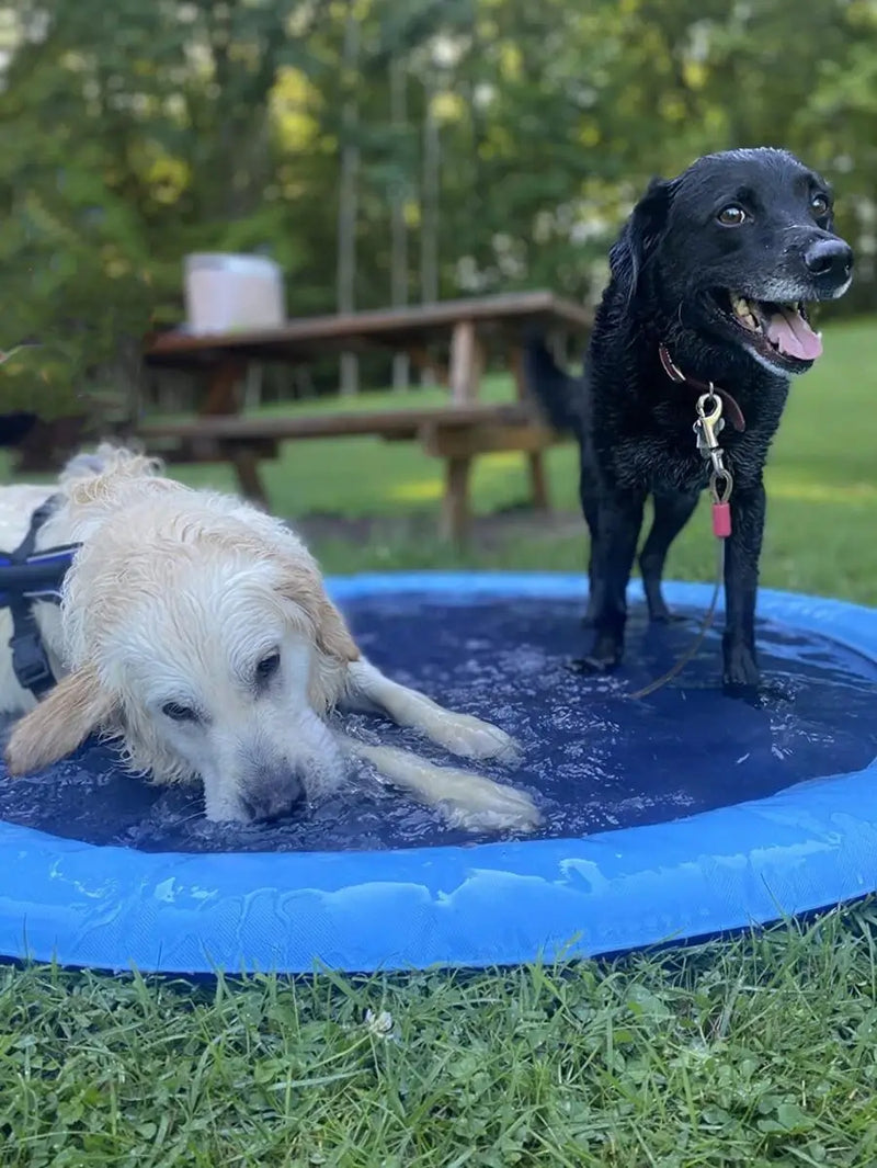 Piscina Chafariz Pet